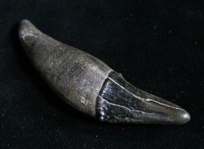 Fossil Florida Cave Bear (Tremarctos floridanus) Tooth #8991